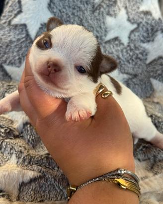 Chihuahua femmina