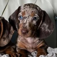 Bassotti Nani e Kaninchen