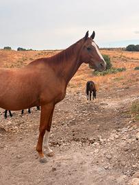 Cavallo castrone