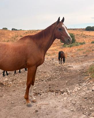 Cavallo castrone