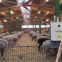 Pecore/agnelle Lacaune Francesi Latte