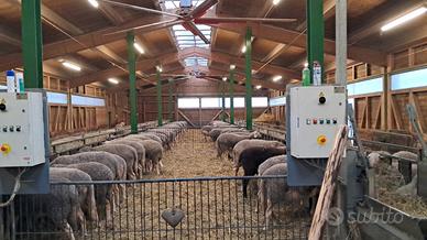 Pecore/agnelle Lacaune Francesi Latte