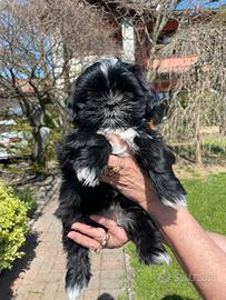 Cane Shih Tzu