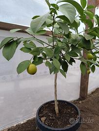Pianta di limone 