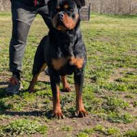 Rottweiler femmina