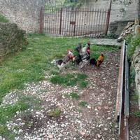 Galli