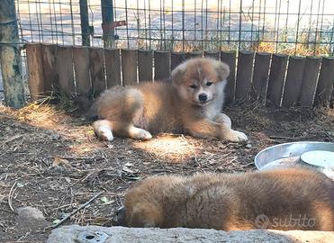 Cuccioli di akita como-monza e brianza