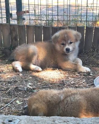Cuccioli di akita como-monza e brianza