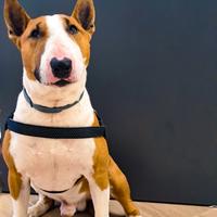 Bull Terrier