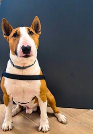 Bull Terrier