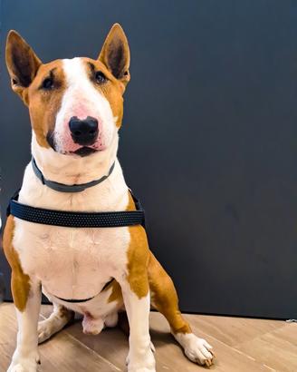 Bull Terrier