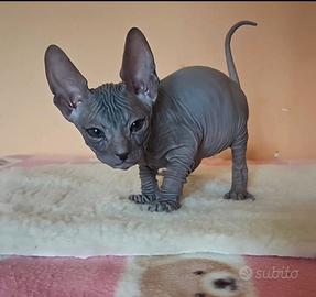 Adorabile sphynx gatto nudo
