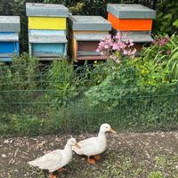 Germano Leucistico C.E.R.C.O