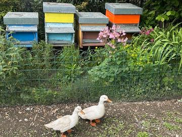 Germano Leucistico C.E.R.C.O