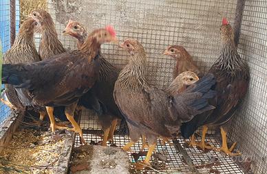 Galline e galli razza livornese collo oro d 3 mesi