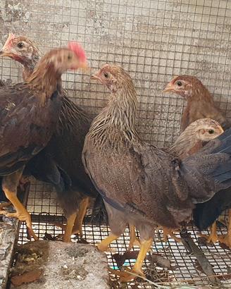 Galline e galli razza livornese collo oro d 3 mesi