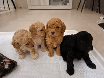 Cuccioli barboncino toy