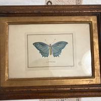 Cornice Stampa La Farfalla “L.P. Polydamas”