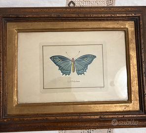 Cornice Stampa La Farfalla “L.P. Polydamas”