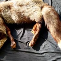 Stola sciarpa vera volpe argentata