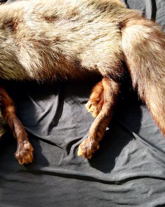 Stola sciarpa vera volpe argentata
