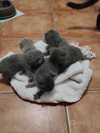 Piccoli British shorthair blu