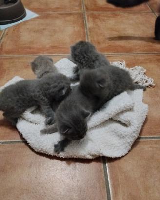 Piccoli British shorthair blu