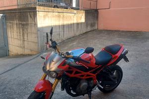  corsaro morini