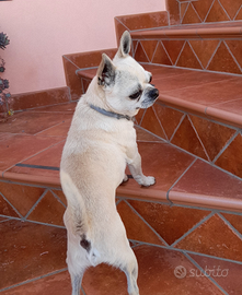 Chihuahua maschio per monta