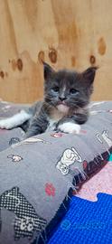 Cuccioli Maine Coon con Pedigree