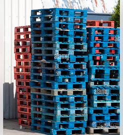 Pallet Epal Multicolor