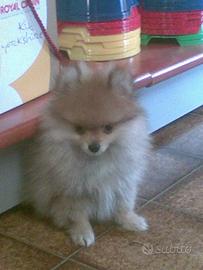 Spitz Tedesco di Pomerania