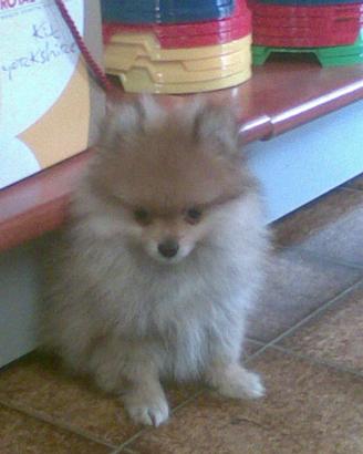 Spitz Tedesco di Pomerania