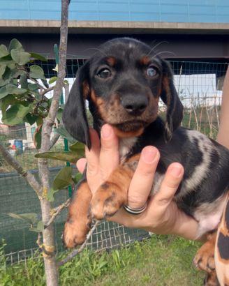 Bassotto arlecchino silver