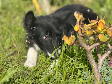 Border collie