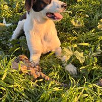 Gianna cucciola in adozione