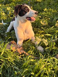 Gianna cucciola in adozione