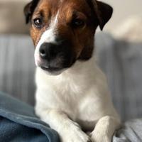 Jack russel per accoppiamento