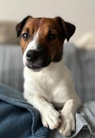 Jack russel per accoppiamento