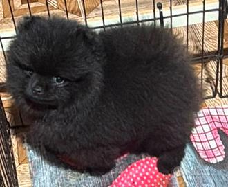 Spitz pomerania nano pedigree enci