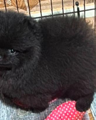 Spitz pomerania nano pedigree enci