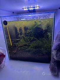 Cubo per Caridine/betta