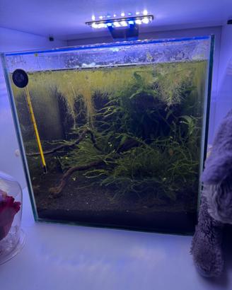 Cubo per Caridine/betta