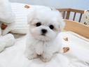 cucciolo-di-maltese