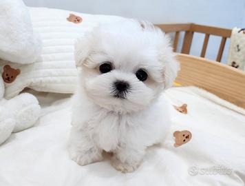 Cucciolo di Maltese
