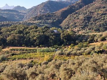 terreno agricolo