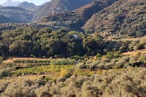 terreno agricolo