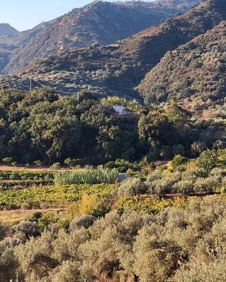 terreno agricolo