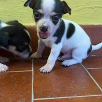 Vendi cuccioli di chihuahua