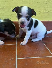 Vendi cuccioli di chihuahua
